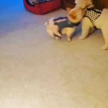 French Bulldog plays with puppy Goldendoodle