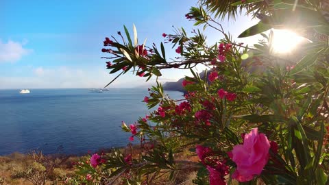 Flowers By the Beach