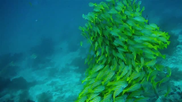 underwater world aquarium fish