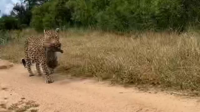 Leopard carry her baby