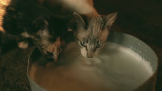 Cat Language Bible (tm) How To Finally