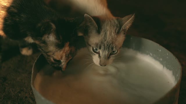 Cat Language Bible (tm) How To Finally