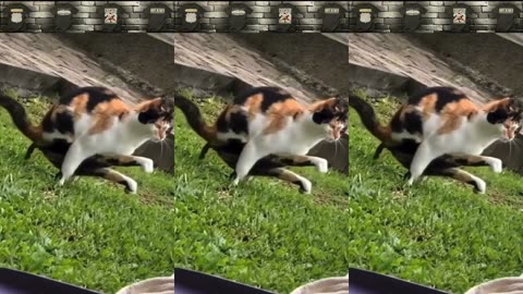 FunnyCatMeme