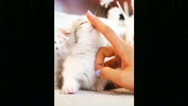 Funniest Cats || Funny Animal Videos 2022 #1