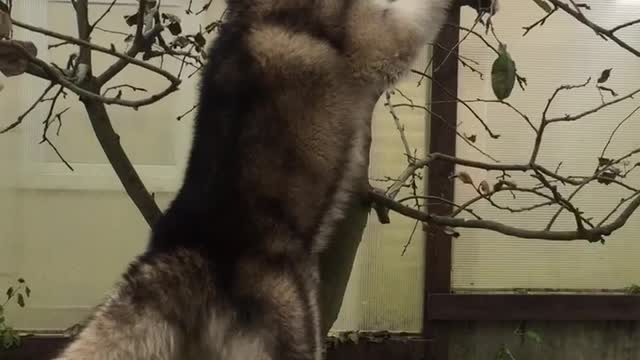 Alaskan Malamute is climbing a tree
