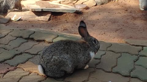 A rabbit eating cabbage.