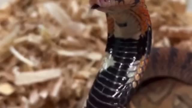 snake attacking