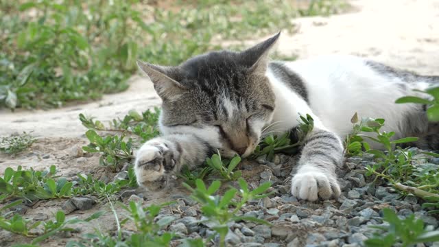 Lazy and sleepy animals are so adorable