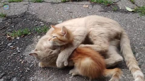 Cat Sound Effect