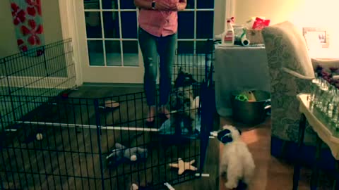 CUTEST PUPPY EVER TRAINING WITH HER BEST FRIEND