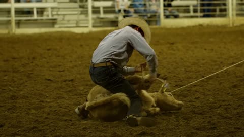 Rodeo Cowboy Ties Up Cow