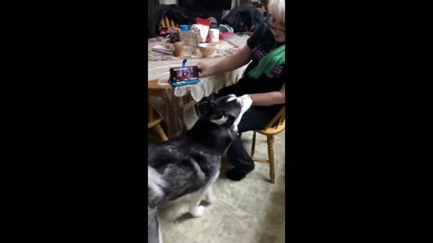 Howling husky harmonizes with online friends