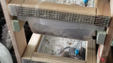 Invasion of mice