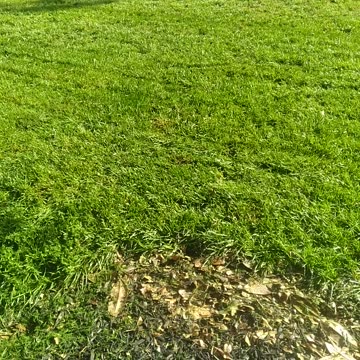 A Fescue Lawn.