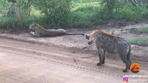 Hyena Gives Leopard the Fright of its Life!