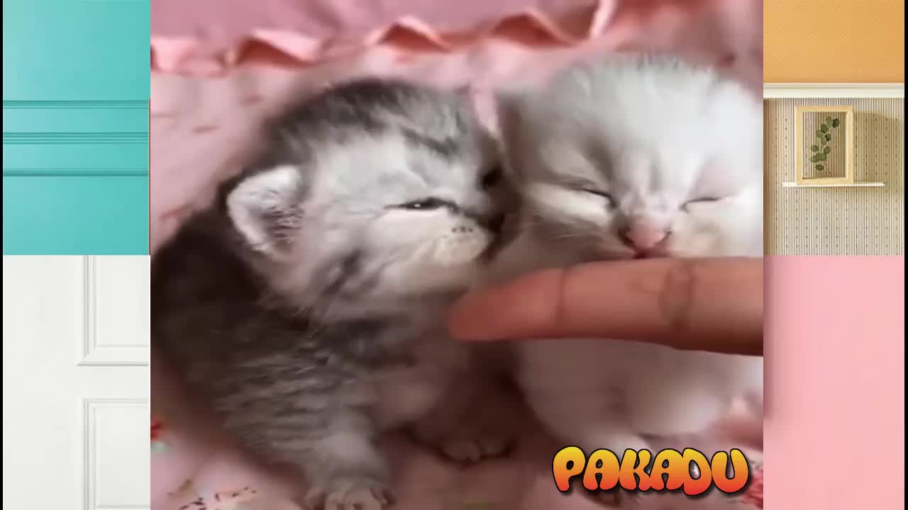 Funny kittens