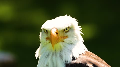 L'autorité ee l'aigle