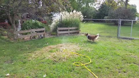 Collie Goes Crazy For Sprinkler