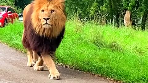 Lion 🦁 vs crocodile fearless . SigmaRule 😍.