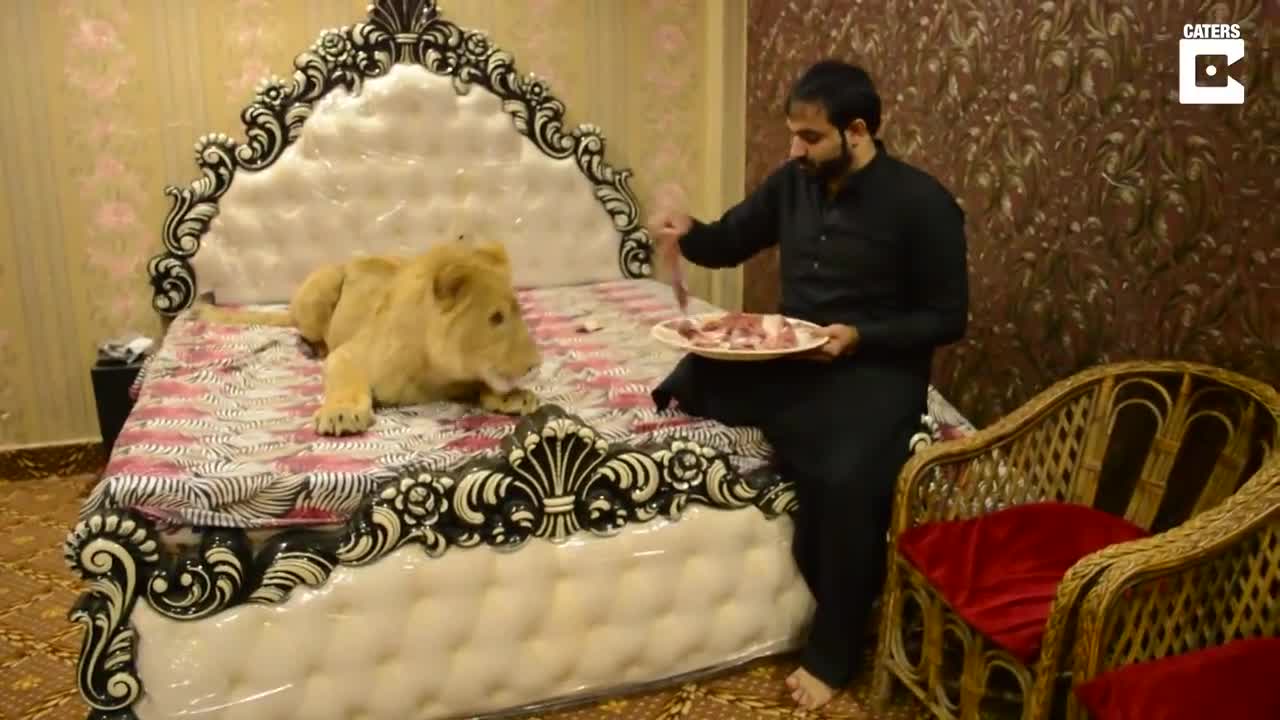 Man Lives With Pet Lion