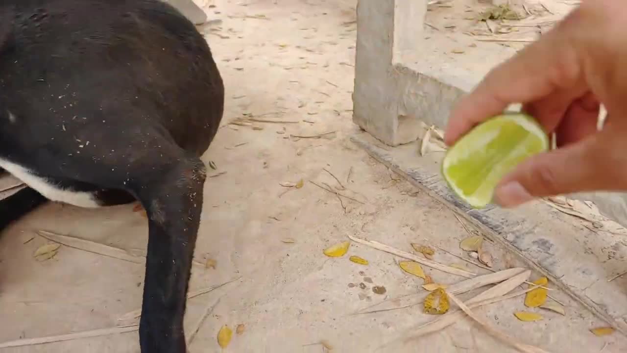 Wow Amazing!!! Lemon Prank Dog So Funny Try