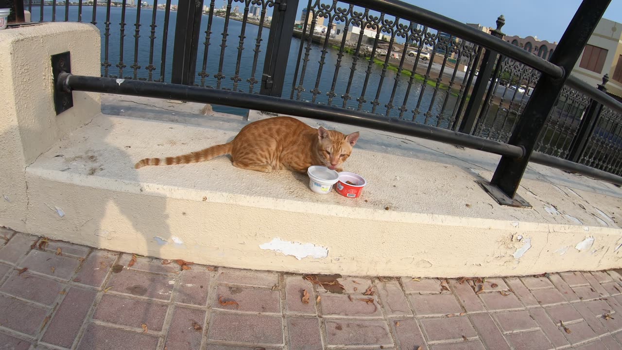 CHRIS MARTIN & MICHAEL JACKSON - Homeless cats in Ras Al Khaimah, UAE #ChrisMartin #MichaelJackson