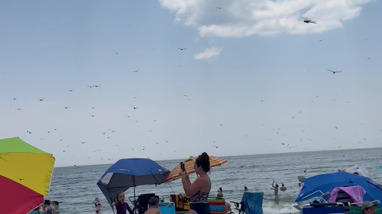 Dragonflies Swarm Rhode Island Beach