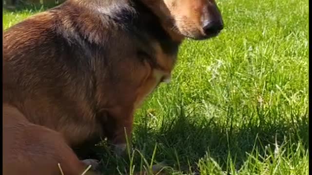 Just Hazel sitting in garden and relaxing in the sun