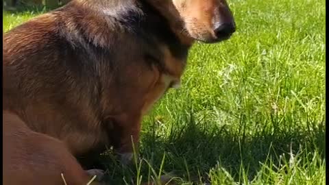 Just Hazel sitting in garden and relaxing in the sun