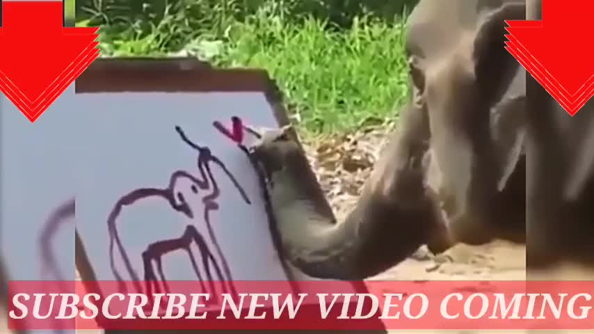 Rumble/Gorilla vs Elephant talent,best viral video