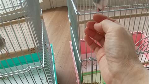 真似してくれないかな