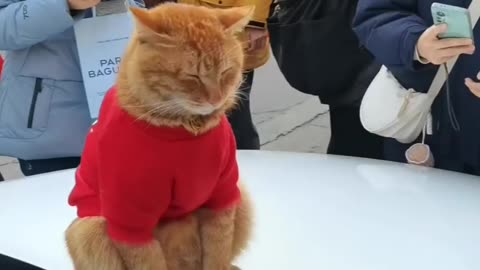 Beautiful Tommy cat kissing with her owner.😺🤔🚸