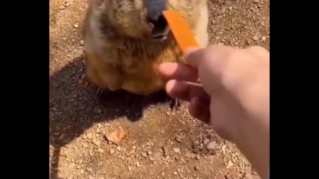 Funny Animal Videos 😁 - Cutest Animals Ever