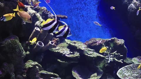 Relax With Tropical Fish