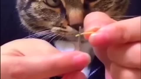 Funny cats 🐱 | Pets