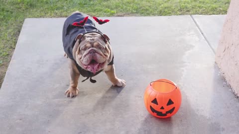 treat or trick