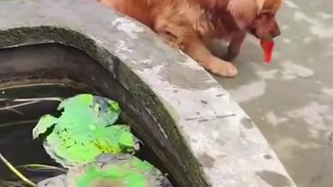 Мама ! My Fish is dead.