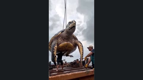 Such a big sea turtle can only be released