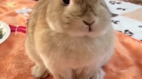 Cute Rabbits - Funny Baby Bunny Rabbit Videos Compilation