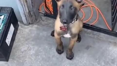Dog brain training