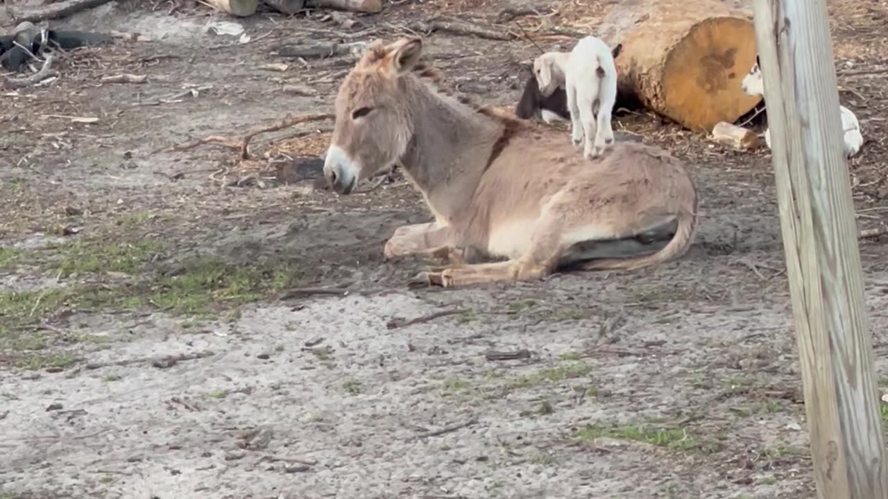 Young Goat Plays On Donkey Jungle Gym