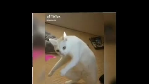viral viral cat laughs 🤣
