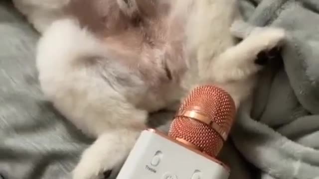 Funny dog, funny moments with dog
