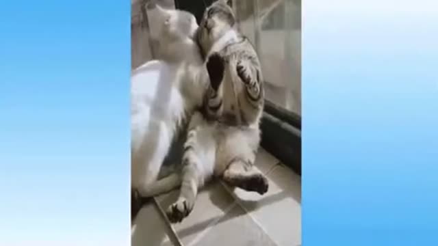 Funniest cat meme that will make you die crying | Funny Cats life