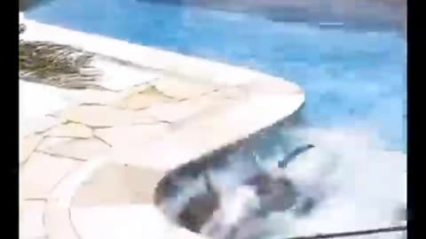 Pitbull intentionally fell into pool and this happened