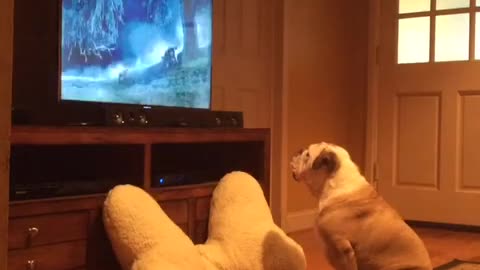 Bulldog Inglés adora ver comerciales de animales en TV