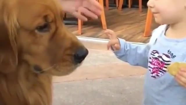 Cute dog playing with a cute baby