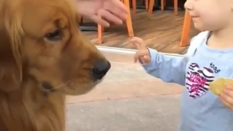 Cute dog playing with a cute baby