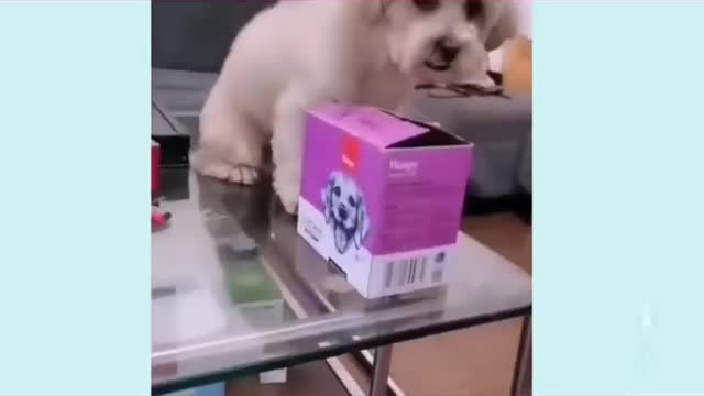 funny and smart dog