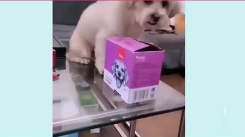 funny and smart dog